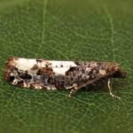 Attēlu rezultāti vaicājumam “Epinotia trigonella”