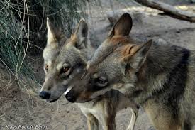 Image result for canis lupus arabs