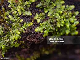 Attēlu rezultāti vaicājumam “Radula complanata sporophyte”