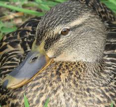 Attēlu rezultāti vaicājumam “Anas platyrhynchos”