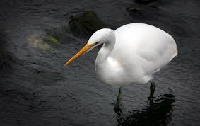 Attēlu rezultāti vaicājumam “Egretta alba”