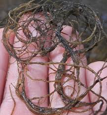 Attēlu rezultāti vaicājumam “Lemanea fluviatilis”