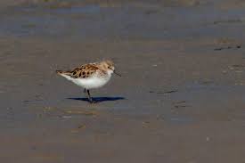 Attēlu rezultāti vaicājumam “Calidris minuta”