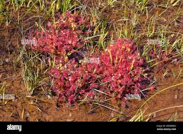 Attēlu rezultāti vaicājumam “Drosera x obovata”