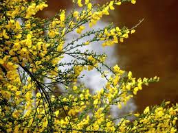 Image result for Cytisus scoparius