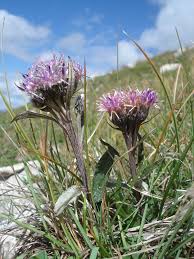 Attēlu rezultāti vaicājumam “Saussurea esthonica flower”