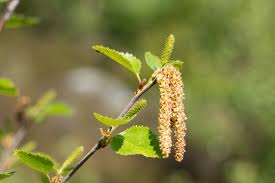 Attēlu rezultāti vaicājumam “Betula pubescens flower”