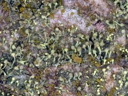 Attēlu rezultāti vaicājumam “Chaenotheca brachypoda”