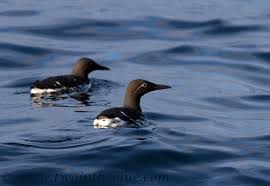 Image result for Uria aalge