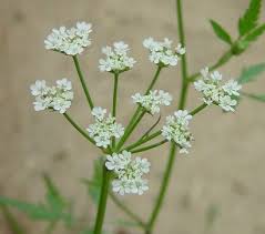 Attēlu rezultāti vaicājumam “Torilis japonica leaf”