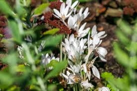 Attēlu rezultāti vaicājumam “Colchicaceae”