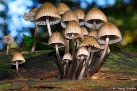Attēlu rezultāti vaicājumam “Mycena stipata”