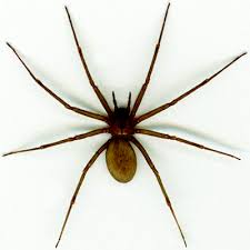 Image result for spider