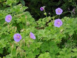 Attēlu rezultāti vaicājumam “Geranium palustre fruit”