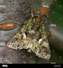 Attēlu rezultāti vaicājumam “Trachea atriplicis”