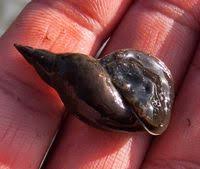 Attēlu rezultāti vaicājumam “Lymnaea stagnalis”