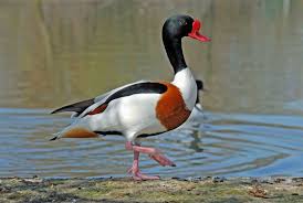 Attēlu rezultāti vaicājumam “Tadorna tadorna”