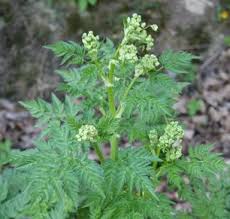 Attēlu rezultāti vaicājumam “Anthriscus sylvestris leaf”