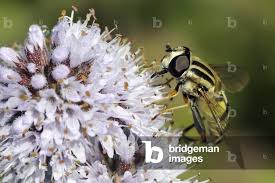 Attēlu rezultāti vaicājumam “Helophilus pendulus”