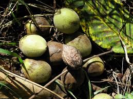 Attēlu rezultāti vaicājumam “Juglans mandshurica”