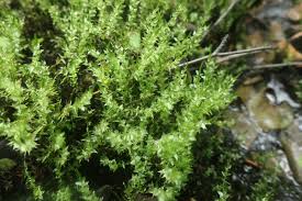 Attēlu rezultāti vaicājumam “Calliergon cordifolium”