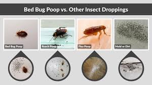 Image result for insect poop