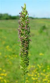 Attēlu rezultāti vaicājumam “Cynosurus cristatus flower”