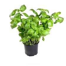 Image result for Basilikum