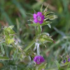 Attēlu rezultāti vaicājumam “Geranium dissectum leaf”