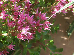 Attēlu rezultāti vaicājumam “Phedimus spurius leaf”