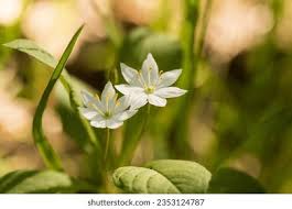 Attēlu rezultāti vaicājumam “Trientalis europaea bud”