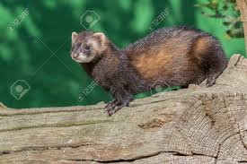 Attēlu rezultāti vaicājumam “Mustela putorius”