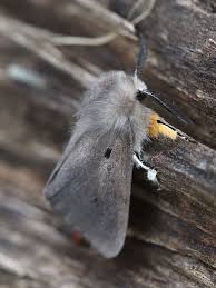 Attēlu rezultāti vaicājumam “Diaphora mendica”