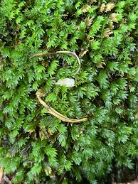 Attēlu rezultāti vaicājumam “Fissidens bryoides”