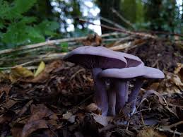 Attēlu rezultāti vaicājumam “Leporida”