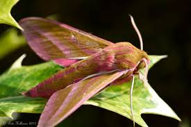 Attēlu rezultāti vaicājumam “Deilephila elpenor”