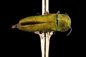Attēlu rezultāti vaicājumam “Buprestidae”