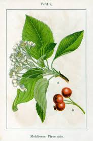 Attēlu rezultāti vaicājumam “Sorbus aria”