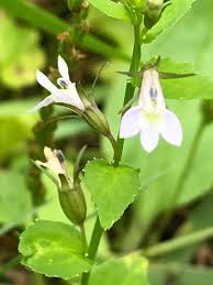 Attēlu rezultāti vaicājumam “Lobelia dortmanna bud”