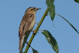 Attēlu rezultāti vaicājumam “Acrocephalus schoenobaenus”