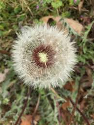 Attēlu rezultāti vaicājumam “Taraxacum officinale aggr. fruit”