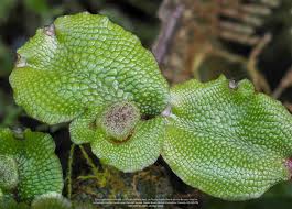 Attēlu rezultāti vaicājumam “Conocephalum”