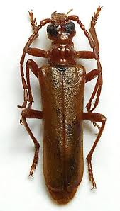 Attēlu rezultāti vaicājumam “Rhamnusium bicolor”