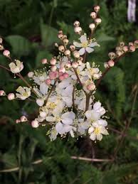 Image result for Filipendula vulgaris