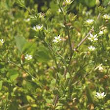 Attēlu rezultāti vaicājumam “Arenaria procera leaf”