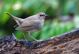 Image result for Luscinia calliope