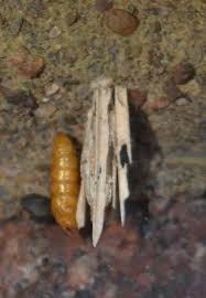 Attēlu rezultāti vaicājumam “Psyche casta larva”