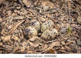 Attēlu rezultāti vaicājumam “Chlidonias niger eggs”