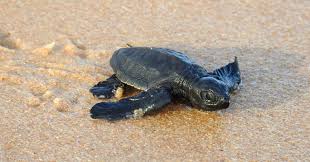 Image result for Lepidochelys olivacea