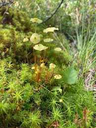 Attēlu rezultāti vaicājumam “Splachnum ampullaceum sporophyte”